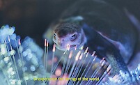 Korakrit Arunanondchai, Sonsbeek 2026: Memory as Living Action *(Group Show)*, news image